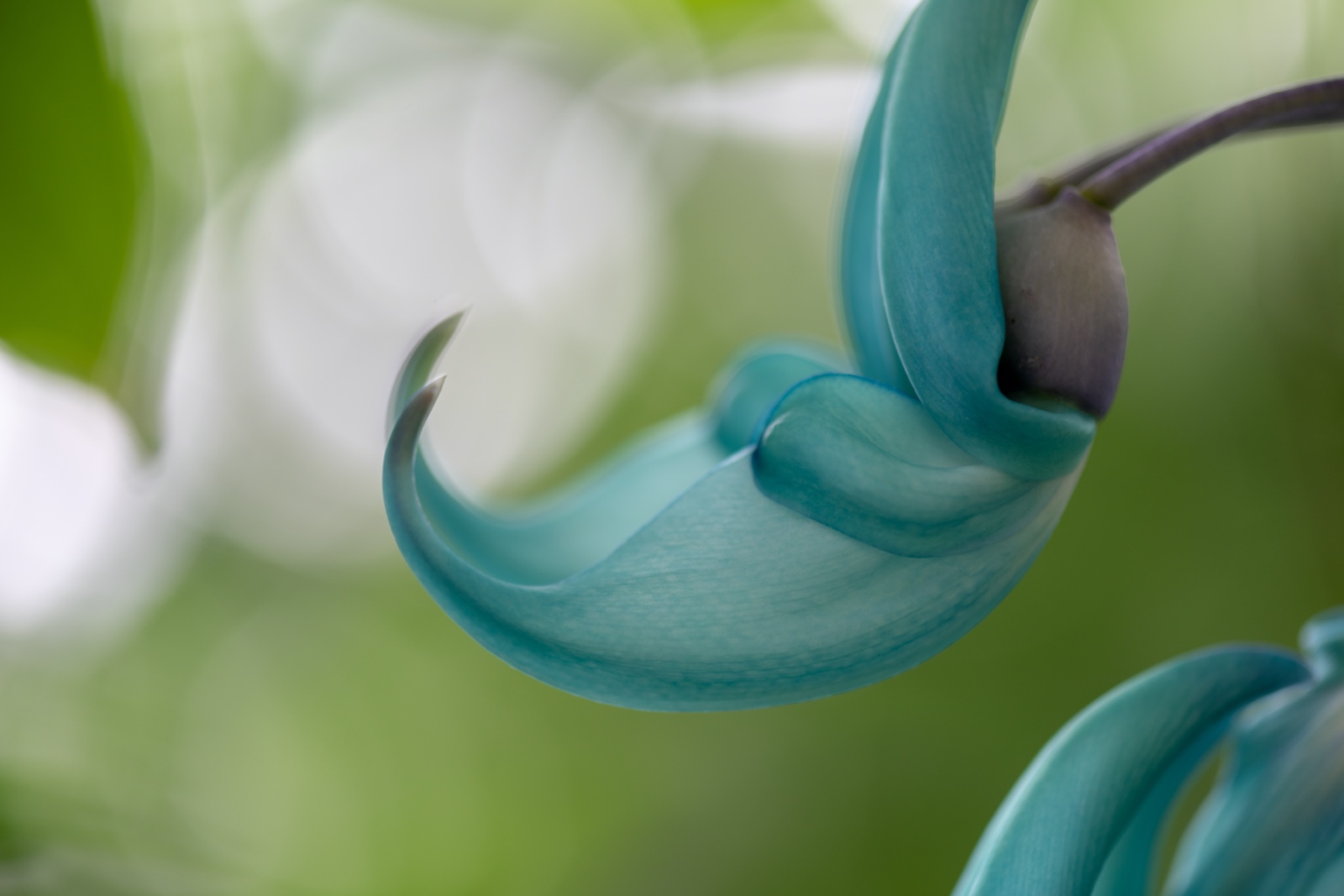 Botanische tuin 106